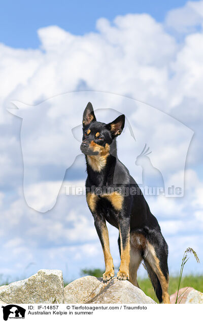 Australian Kelpie im Sommer / Australian Kelpie in summer / IF-14857