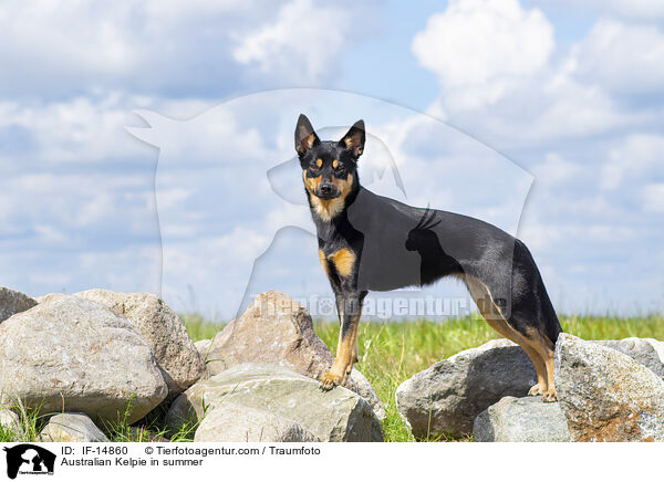 Australian Kelpie im Sommer / Australian Kelpie in summer / IF-14860