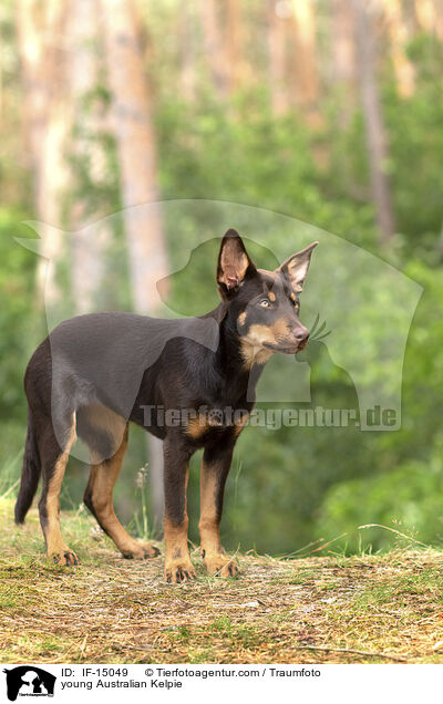 young Australian Kelpie / IF-15049