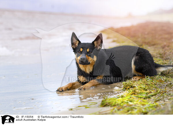 ausgewachsener Australian Kelpie / adult Australian Kelpie / IF-15054