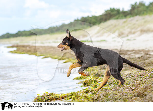 young Australian Kelpie / IF-15103