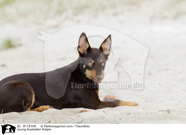 young Australian Kelpie / IF-15108