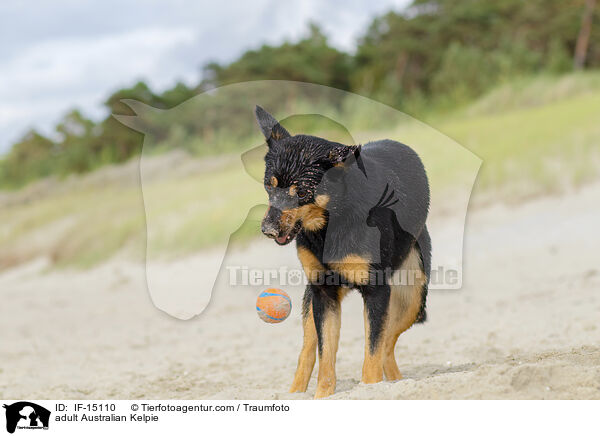 ausgewachsener Australian Kelpie / adult Australian Kelpie / IF-15110