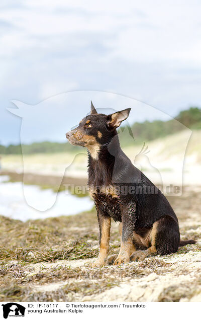 junger Australian Kelpie / young Australian Kelpie / IF-15117