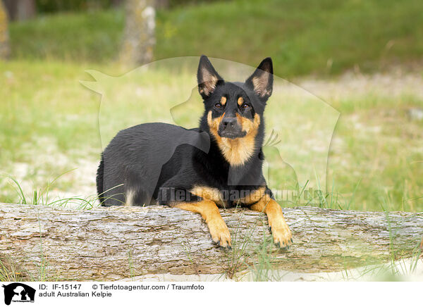 adult Australian Kelpie / IF-15147