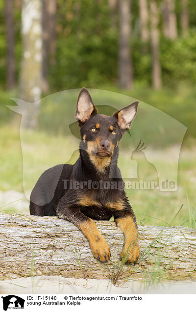 young Australian Kelpie / IF-15148