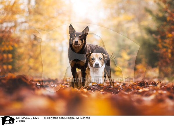 2 Hunde / 2 dogs / MASC-01323