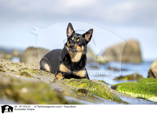 Australian Kelpie / IF-15310