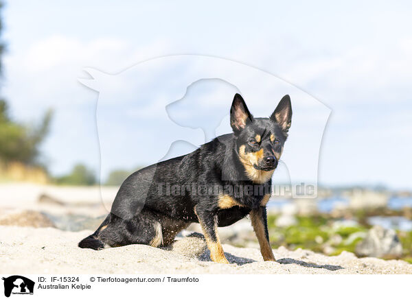 Australian Kelpie / Australian Kelpie / IF-15324