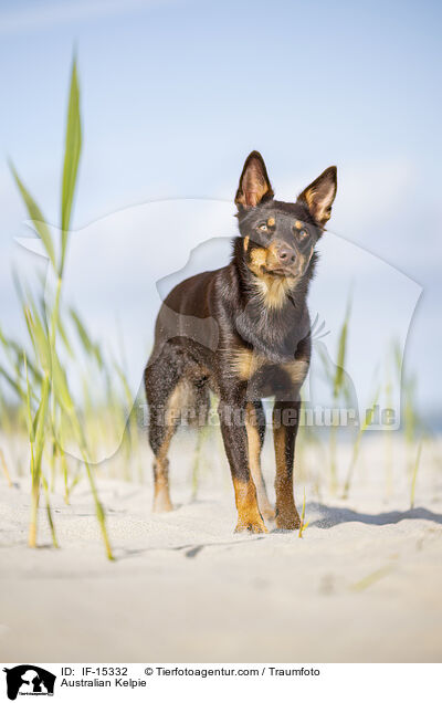 Australian Kelpie / Australian Kelpie / IF-15332