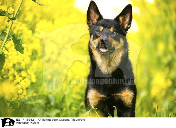 Australian Kelpie / Australian Kelpie / IF-15342