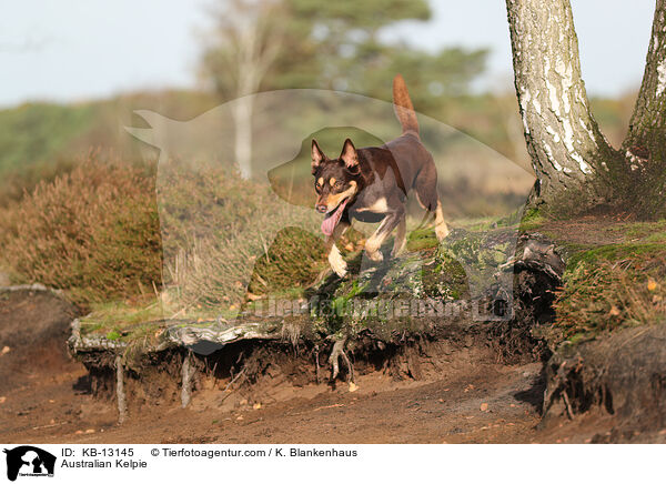 Australian Kelpie / Australian Kelpie / KB-13145