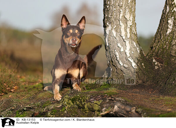 Australian Kelpie / Australian Kelpie / KB-13153