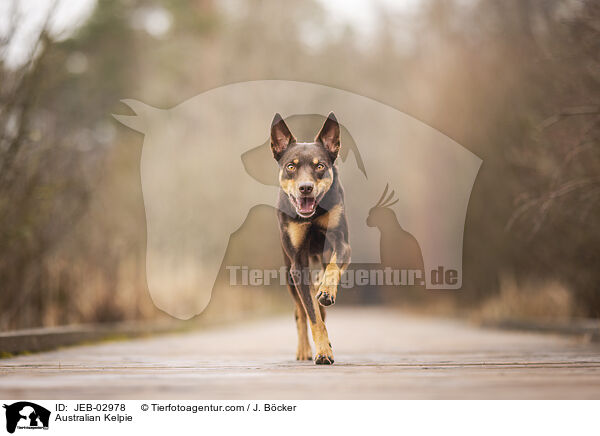 Australian Kelpie / Australian Kelpie / JEB-02978