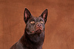 Australian Kelpie Portrait