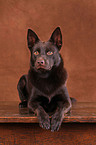 Australian Kelpie