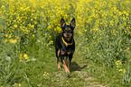 walking Australian Kelpie