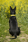 sitting Australian Kelpie