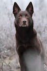 Australian Kelpie Portrait