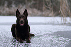 lying Australian Kelpie