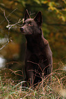 sitting Australian Kelpie