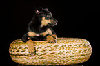 Australian Kelpie Puppy