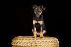 Australian Kelpie Puppy