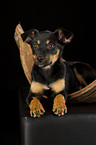 Australian Kelpie Puppy