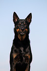 Australian Kelpie Portrait