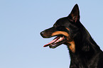 Australian Kelpie Portrait