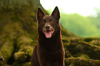 Australian Kelpie Portrait