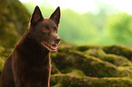 Australian Kelpie Portrait