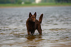 bathing Australian Kelpie