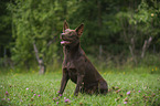 sitting Australian Kelpie