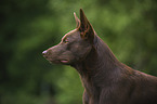 Australian Kelpie Portrait