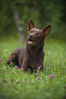 lying Australian Kelpie