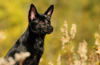 Australian Kelpie Portrait