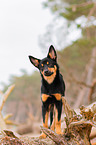 young Australian Kelpie