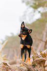 young Australian Kelpie