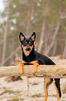 young Australian Kelpie