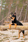 young Australian Kelpie