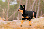 young Australian Kelpie