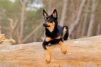 young Australian Kelpie