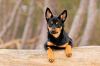 young Australian Kelpie