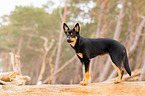 young Australian Kelpie