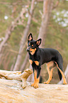 young Australian Kelpie