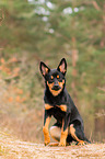 young Australian Kelpie