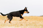 young Australian Kelpie