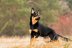 young Australian Kelpie