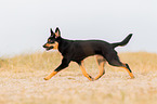 young Australian Kelpie